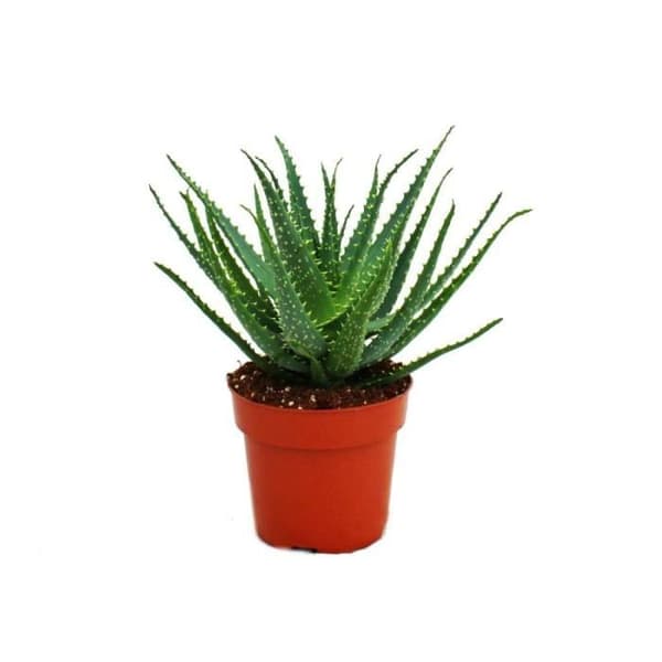 Exotenherz - Aloe aborescens i 19 cm kruka