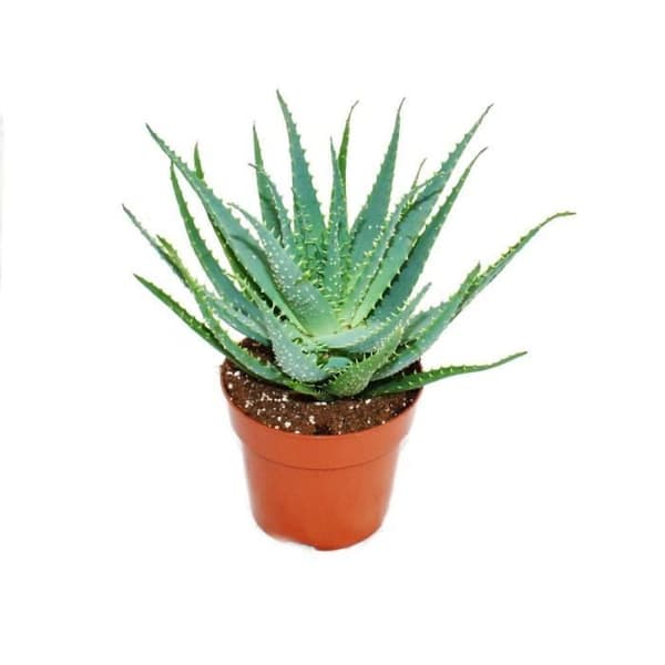 Exotenherz - Aloe aborescens i 19 cm kruka