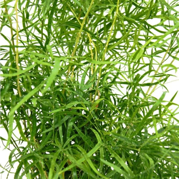 Exotenherz - Prydnadssparris - skäreformad sparris - Sparris falcatus - lättskött grön växt - 17cm kruka