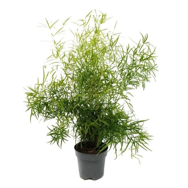 Exotenherz - Prydnadssparris - skäreformad sparris - Sparris falcatus - lättskött grön växt - 17cm kruka