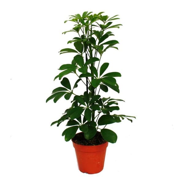 Exotenherz - ray aralia - Schefflera arboricola "Nora" - gröna blad - 1 planta - lättskött krukväxt - purifi