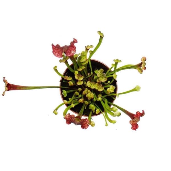 Exotenherz - Rörformad växt - Sarracenia "Judith" - Köttätande växt - 9 cm kruka