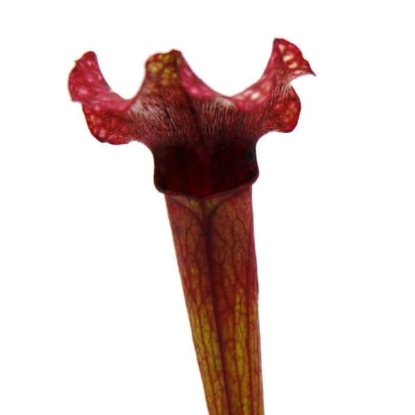 Exotenherz - Rörformad växt - Sarracenia "Judith" - Köttätande växt - 9 cm kruka