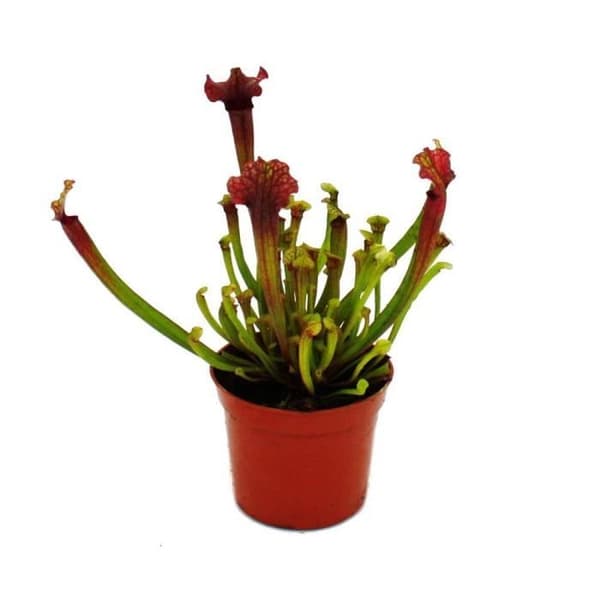 Exotenherz - Rörformad växt - Sarracenia "Judith" - Köttätande växt - 9 cm kruka