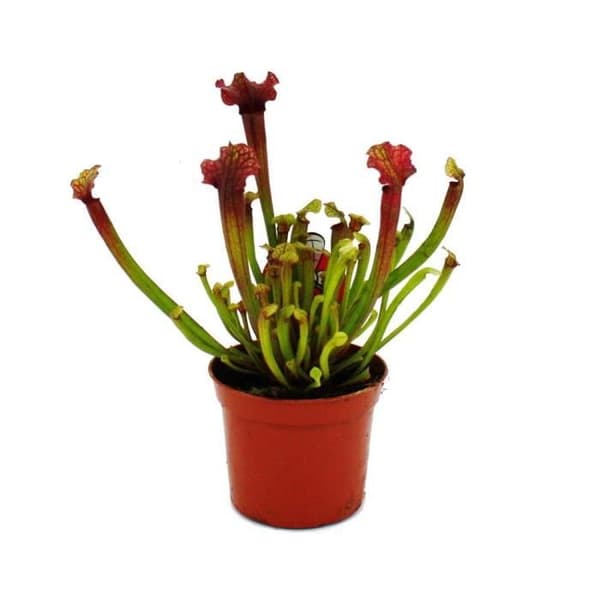 Exotenherz - Rörformad växt - Sarracenia "Judith" - Köttätande växt - 9 cm kruka
