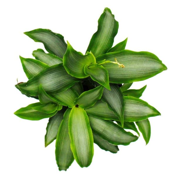 Exotenherz - Murdannia loriformis 'Bright Star' - låg krukväxt - 12 cm kruka