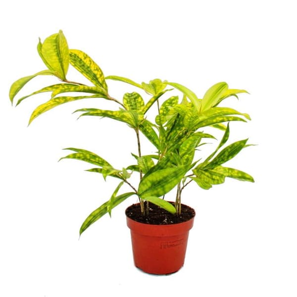 Drakträd - Dracaena surculosa Mike - 12cm - grön med gula fläckar