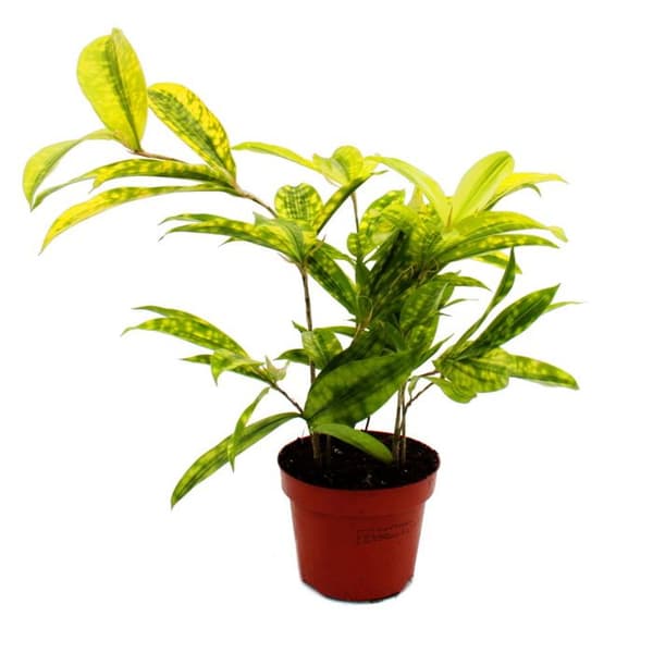 Drakträd - Dracaena surculosa Mike - 12cm - grön med gula fläckar