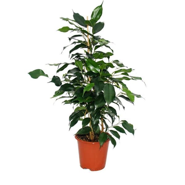 Exotenherz - gråtande fikon - Ficus "Danielle" - mörkgröna blad - 1 planta - lättskött - luftrenare - blomkruka