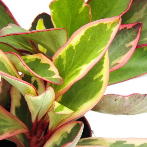 Peperomia clusifolia 'Jewel' - dvärgpeppar med flerfärgade blad - i 12 cm kruka