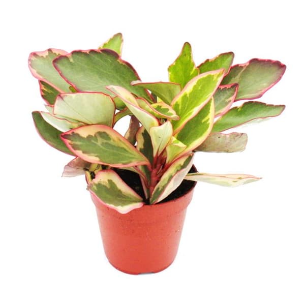 Peperomia clusifolia 'Jewel' - dvärgpeppar med flerfärgade blad - i 12 cm kruka