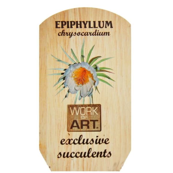 Exotenherz - Epiphyllum anguliger chrysocardium - sågbladskaktus - 12cm
