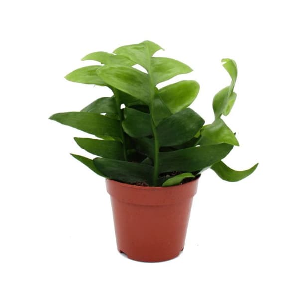 Exotenherz - Epiphyllum anguliger chrysocardium - sågbladskaktus - 12cm