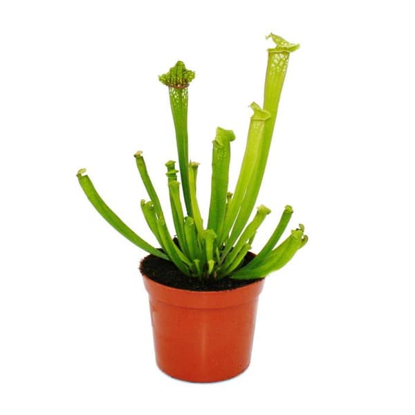 Exotenherz - Rörväxt - Sarracenia leucophylla - Köttätande växt - Kruka 9cm