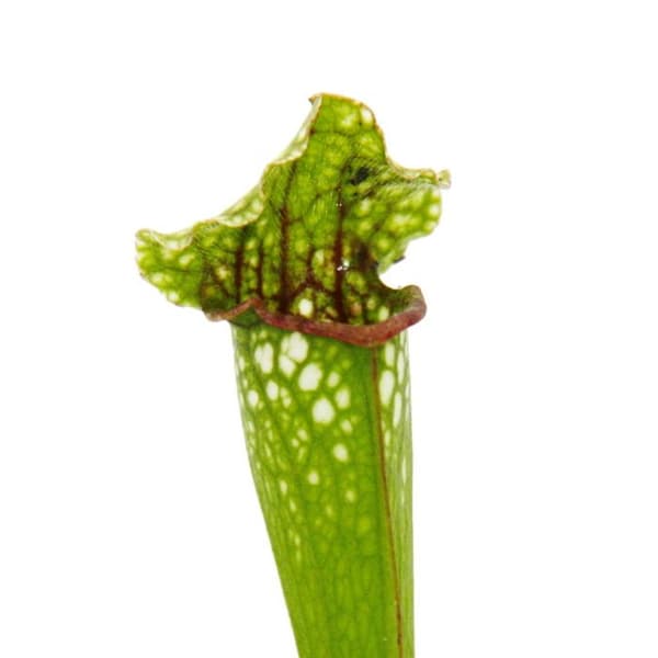 Exotenherz - Rörväxt - Sarracenia leucophylla - Köttätande växt - Kruka 9cm