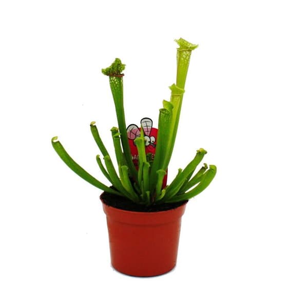 Exotenherz - Rörväxt - Sarracenia leucophylla - Köttätande växt - Kruka 9cm