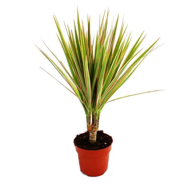 Exotenherz - drakträd - Dracaena marginata "Bicolor" - 1 planta - lättskött inomhusväxt - renar luften - kruka
