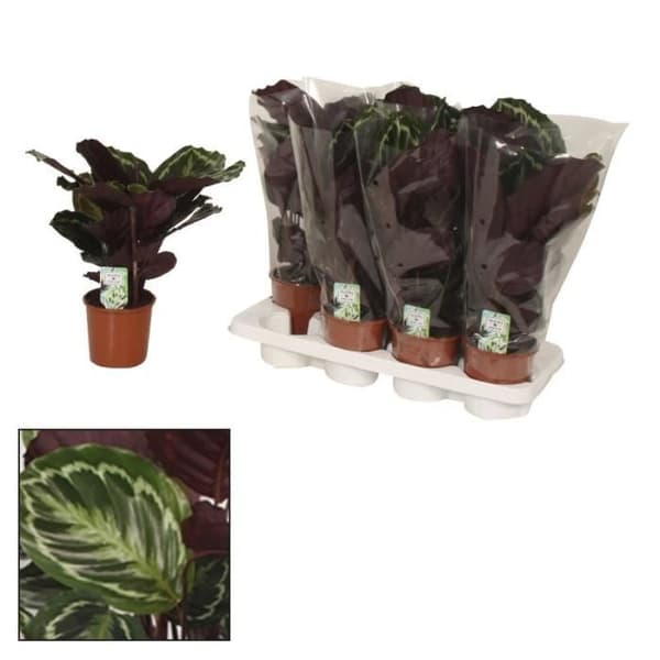 Skuggväxt med ovanligt lövmönster - Calathea Medailon - 14 cm kruka - Höjd ca 50 cm