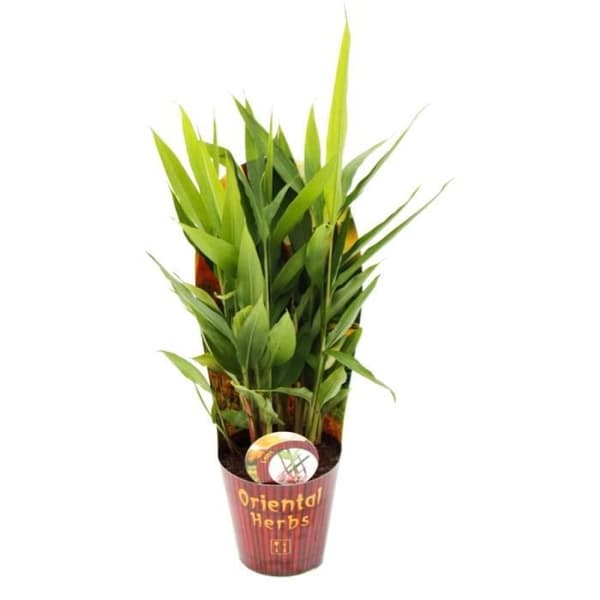Exotenherz - Thai ingefära, Alpina galangal 12cm