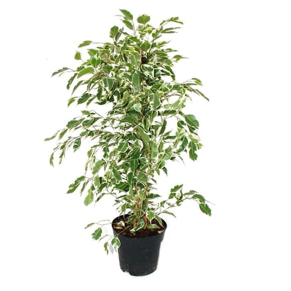 Exotenherz - Ficus benjamini "Twighlight" i 17cm kruka