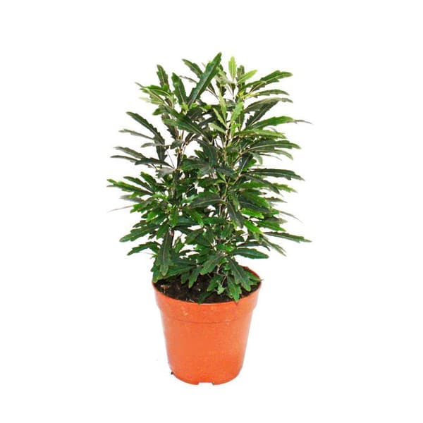 Exotenherz - finger aralia - grön - Dizygotheca elegantissima - enkelt underhåll - 12 cm kruka