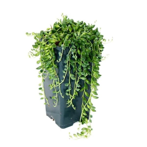 Exotenherz - Ärtor på band - Senecio herreanus 14cm kruka