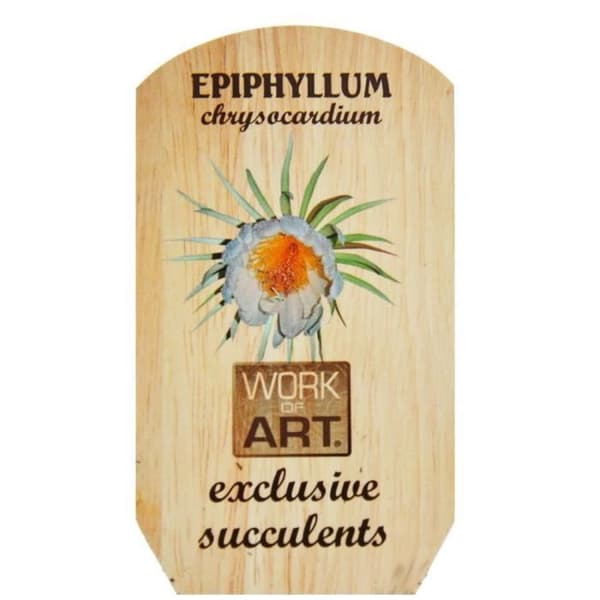 Exotenherz - Epiphyllum anguliger chrysocardium - sågbladskaktus - trefärgad eldgryta 14cm