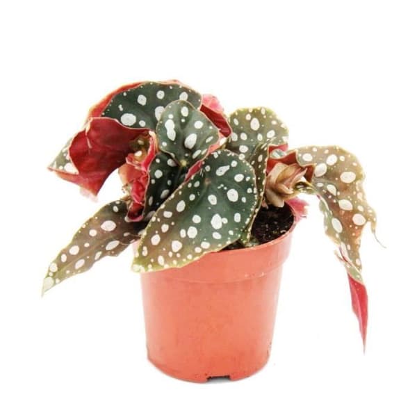 Polka-Dot Begonia - Mini - Öring Begonia - Begonia maculata wightii - 7cm
