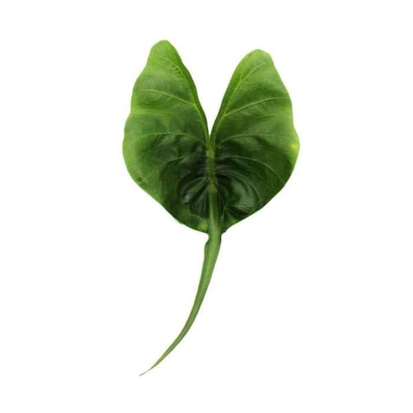 Alocasia macrorrhiza Stingray - Tropisk rot - Alocasia - Ray Arrow Leaf - Kruka 11cm