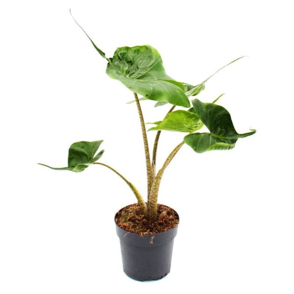 Alocasia macrorrhiza Stingray - Tropisk rot - Alocasia - Ray Arrow Leaf - Kruka 11cm