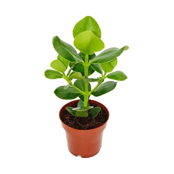 Exotenherz - Balsamäpple - Clusia major - ca 25-35 cm - 12 cm kruka - inomhusväxt