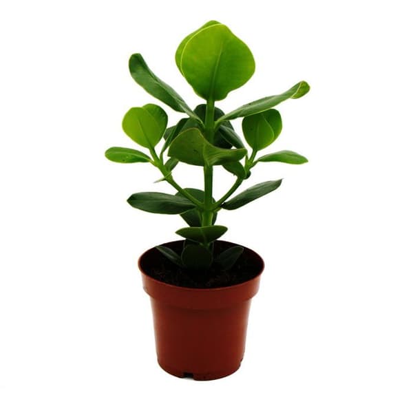 Exotenherz - Balsamäpple - Clusia major - ca 25-35 cm - 12 cm kruka - inomhusväxt