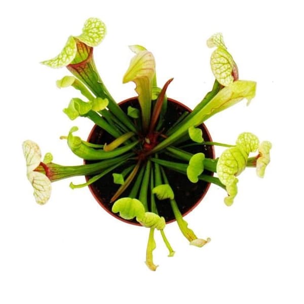 Exotenherz - Rörväxt - Sarracenia "Eva" - Köttätande växt - 9 cm kruka
