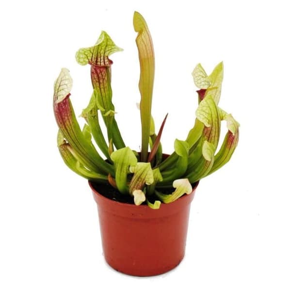 Exotenherz - Rörväxt - Sarracenia "Eva" - Köttätande växt - 9 cm kruka
