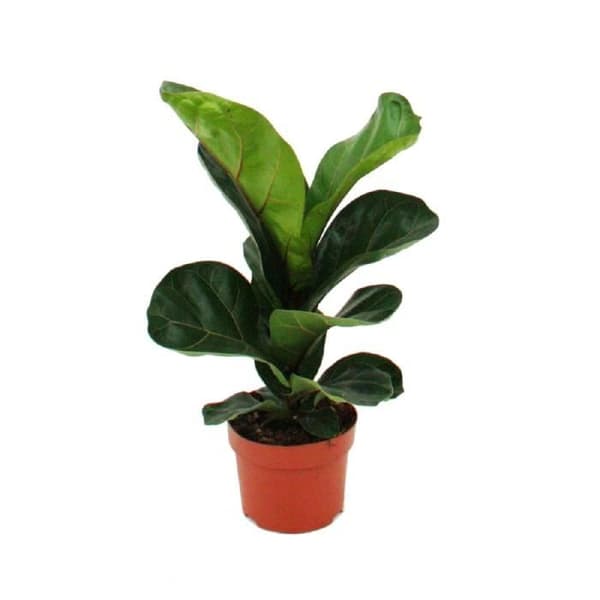 Exotenherz - Violinfikon - Ficus lyrata - 1 planta - Lätt att underhålla - Luftrenande - 12 cm kruka