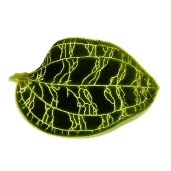 Exotenherz - Jewel Orchid - Macodes petola Emerald - Mini terrestrisk orkidé med fina löv - 6 cm kruka