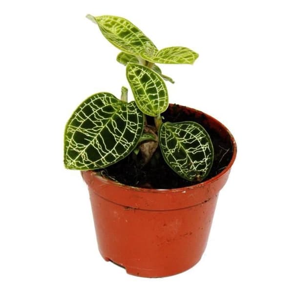 Exotenherz - Jewel Orchid - Macodes petola Emerald - Mini terrestrisk orkidé med fina löv - 6 cm kruka