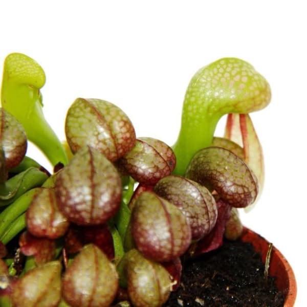 Exotenherz - Köttätande växt - Cobra lily - Darlingtonia californica - 9 cm kruka - Rarity