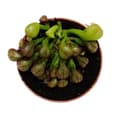 Miniatyrbild 4 av 4: Exotenherz - Köttätande växt - Cobra lily - Darlingtonia californica - 9 cm kruka - Rarity