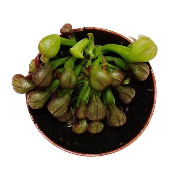 Exotenherz - Köttätande växt - Cobra lily - Darlingtonia californica - 9 cm kruka - Rarity