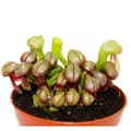 Miniatyrbild 2 av 4: Exotenherz - Köttätande växt - Cobra lily - Darlingtonia californica - 9 cm kruka - Rarity