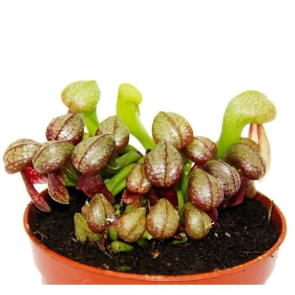 Exotenherz - Köttätande växt - Cobra lily - Darlingtonia californica - 9 cm kruka - Rarity