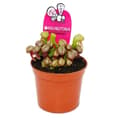 Miniatyrbild 1 av 4: Exotenherz - Köttätande växt - Cobra lily - Darlingtonia californica - 9 cm kruka - Rarity