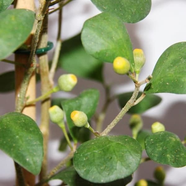 Exotenherz - prickly pear - Ficus deltoidea - 17cm kruka - höjd ca. 80 cm