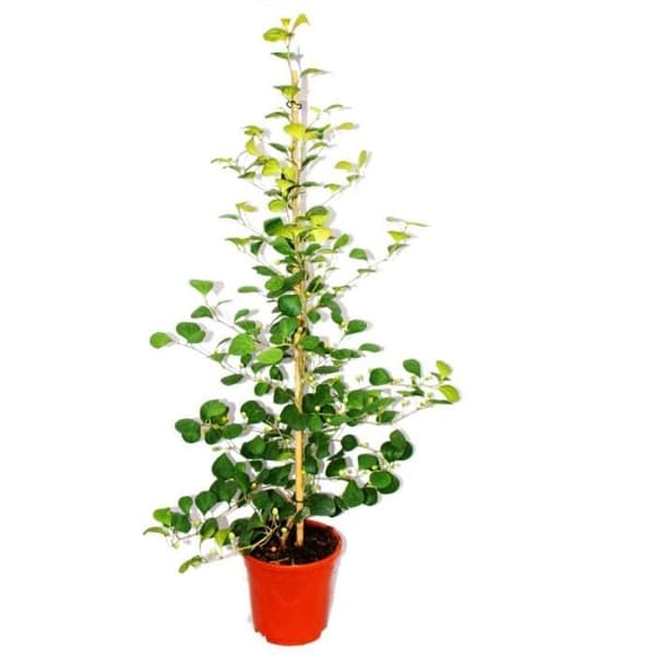 Exotenherz - prickly pear - Ficus deltoidea - 17cm kruka - höjd ca. 80 cm