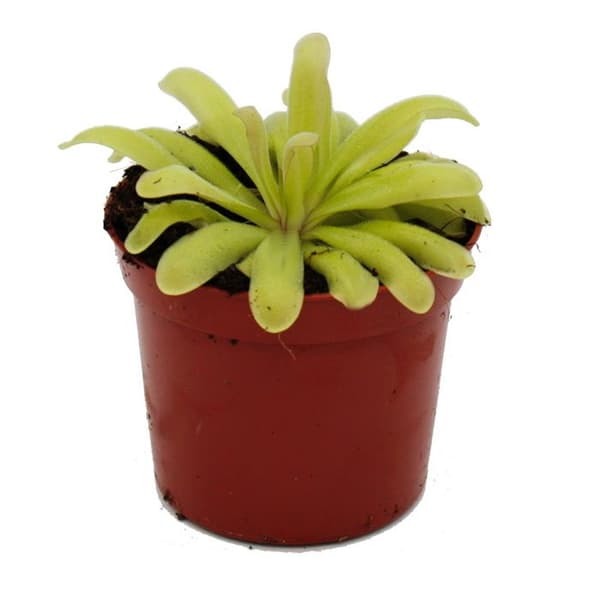 Exotenherz - Köttätande växt - Pinguicula "Anna" - Kruka 9cm