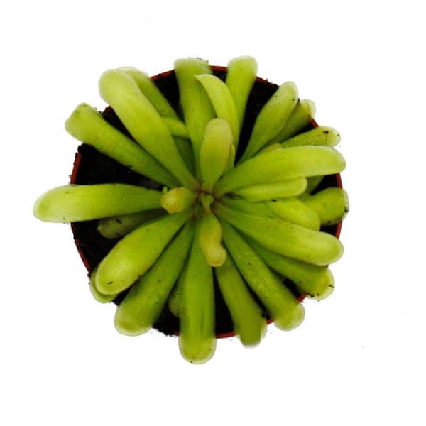 Exotenherz - Köttätande växt - Pinguicula "Anna" - Kruka 9cm