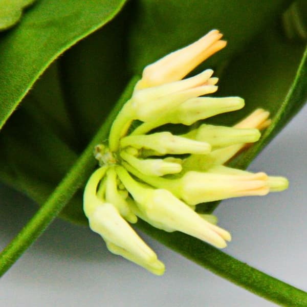Hängväxt inomhus - Dischidia platyphylla - Urnväxt - Hängkruka 14cm
