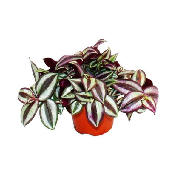Exotenherz - trepolig blomma - Tradescantia zebrina - lättskött hängande krukväxt - 12 cm kruka