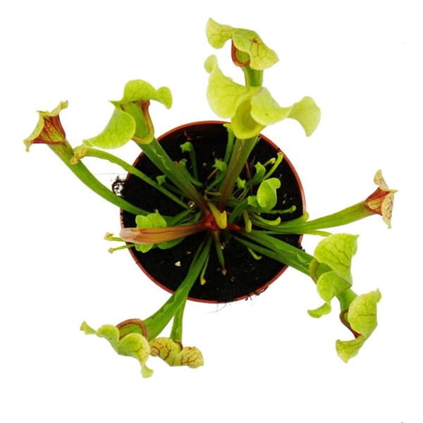 Exotenherz - Rörväxt - Sarracenia smoorii - Köttätande växt - 9 cm kruka